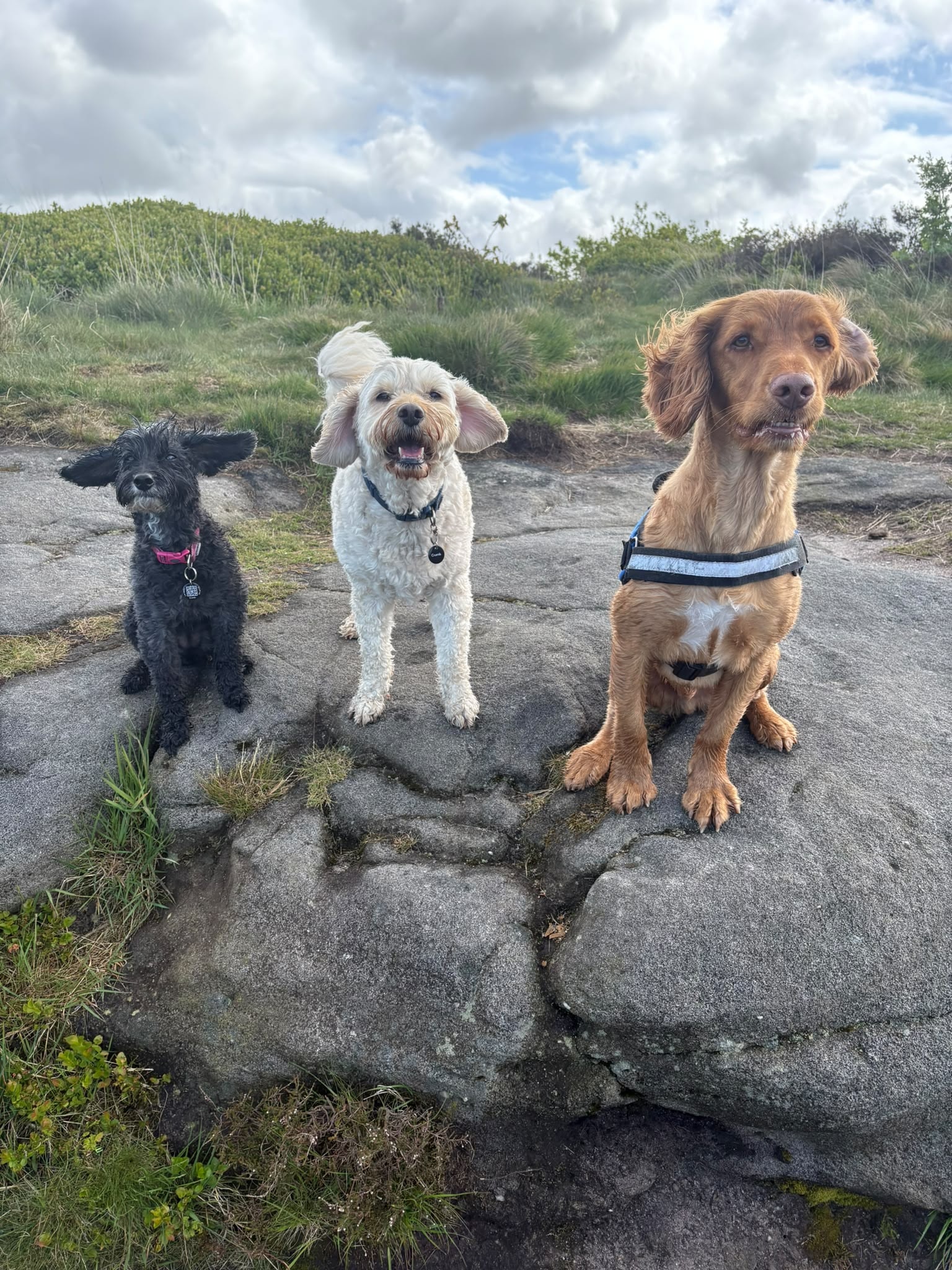 Three dogs posing together on rocks during a group walk in the countryside