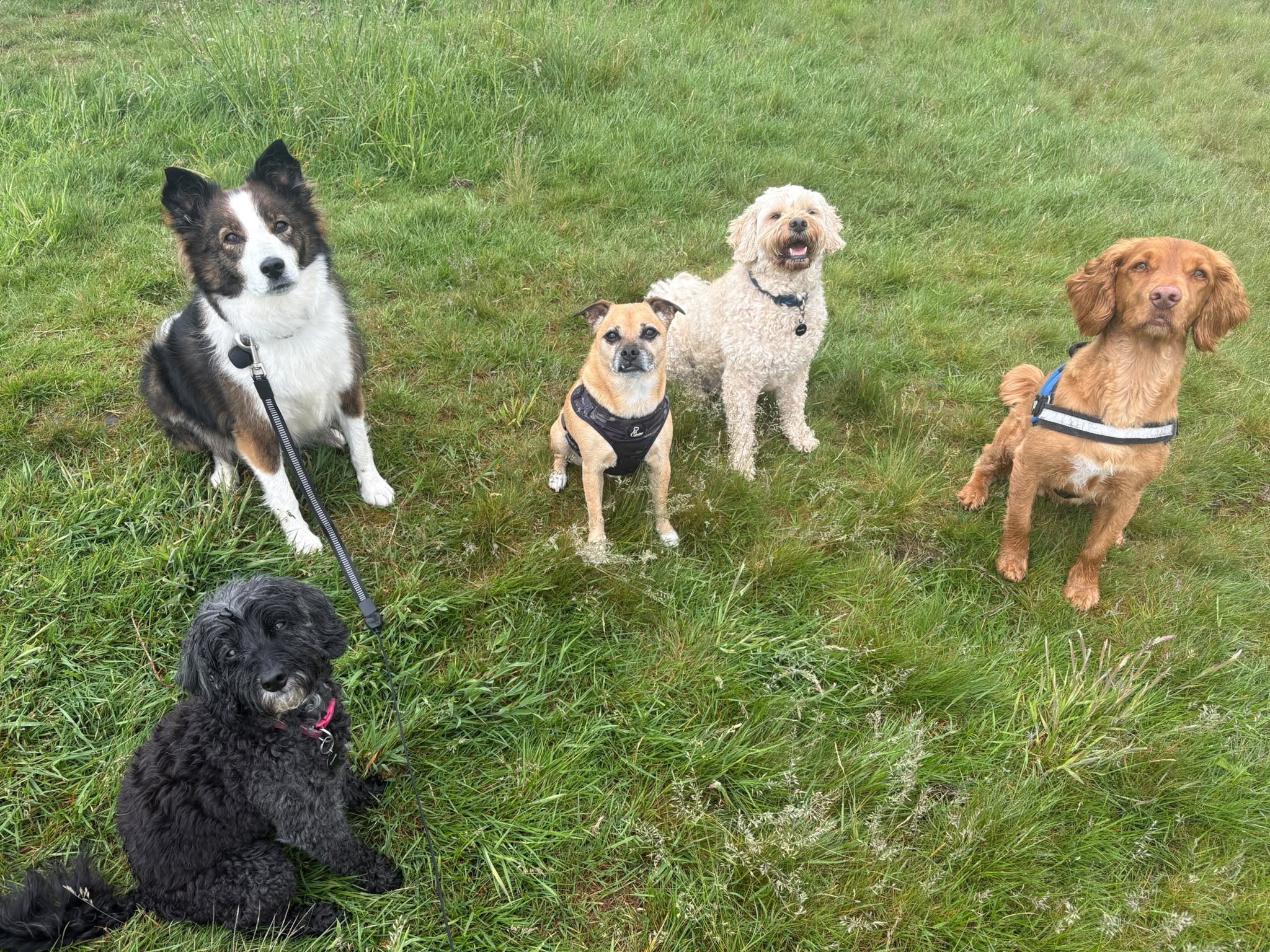 Five dogs sitting together on grass during a group walk