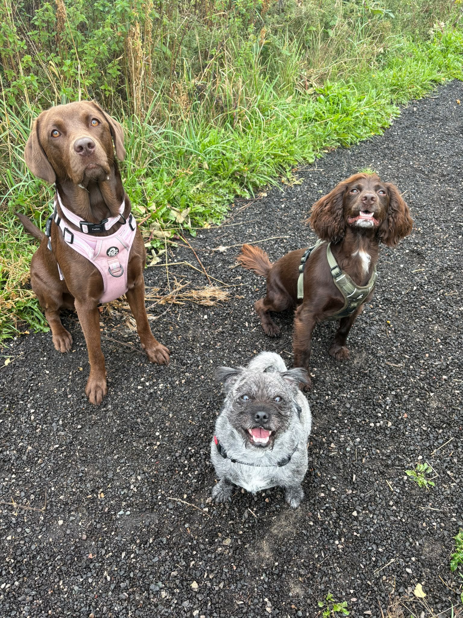 Three dogs sitting on a trail path surrounded by greenery