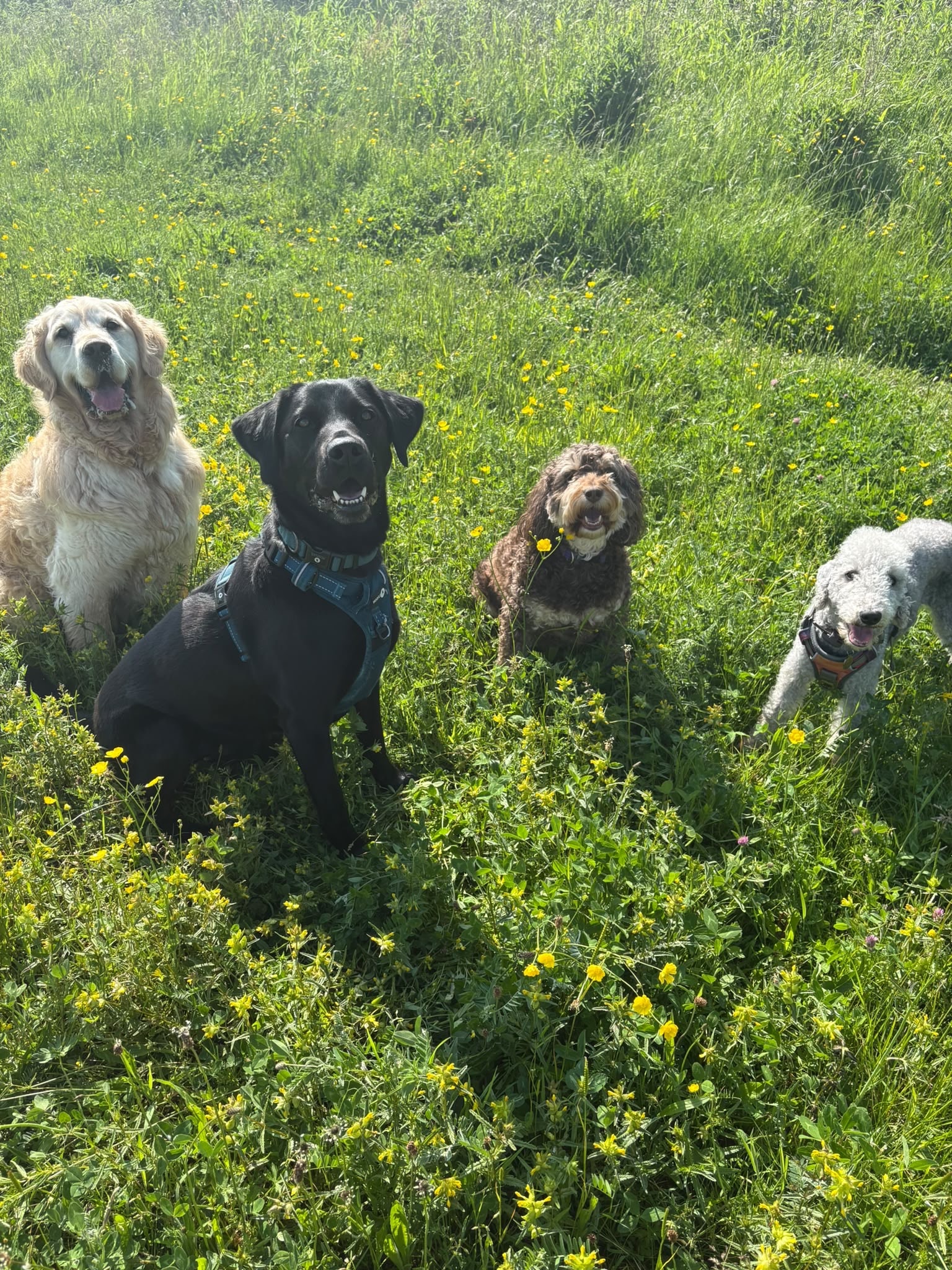 Four dogs sitting in a sunny meadow with yellow wildflowers