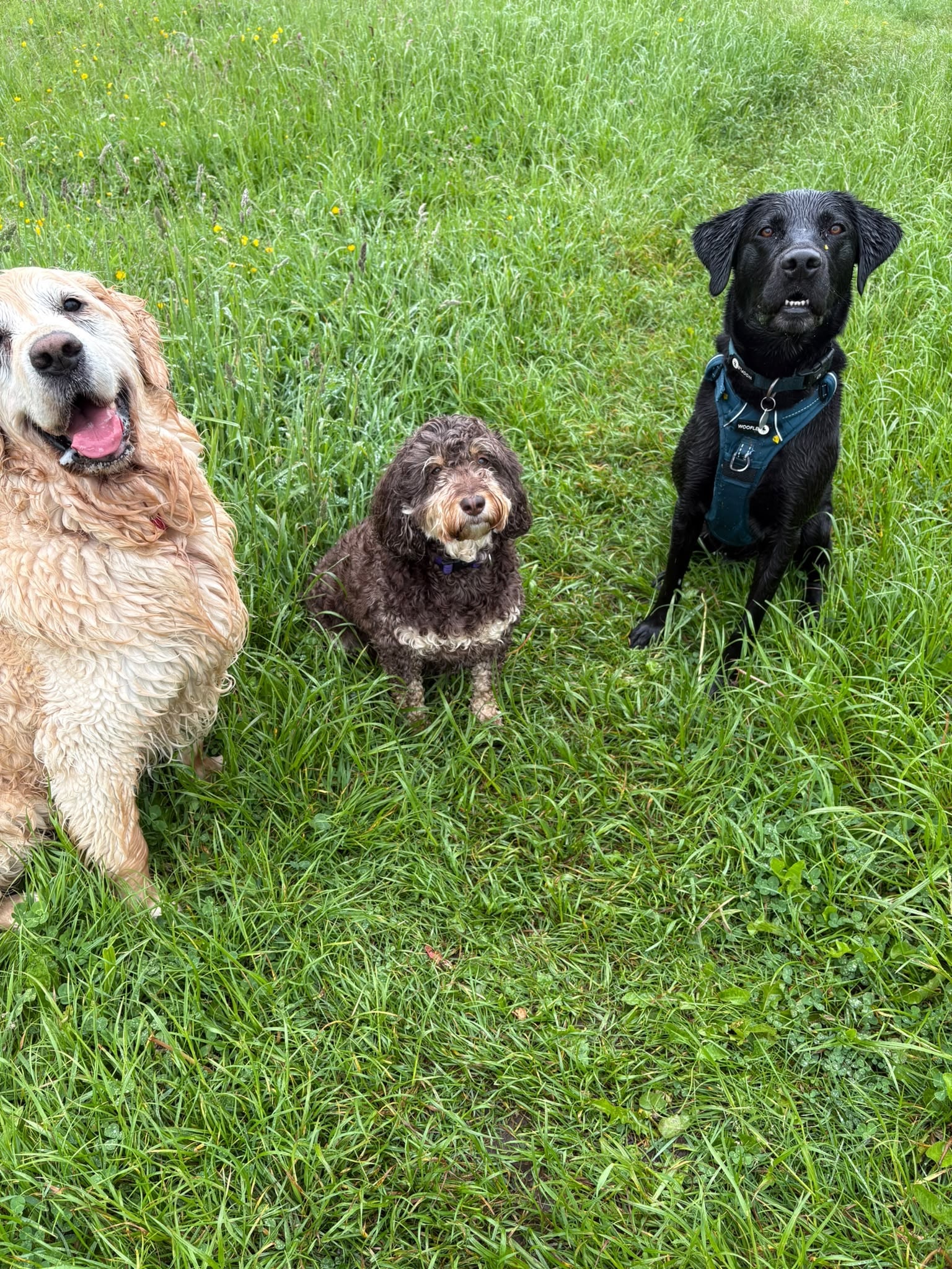 Three dogs sitting in a green grassy field on a walk
