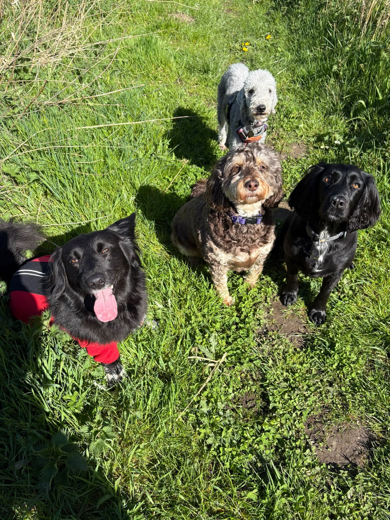 Four dogs looking up on a countryside trail in sunshine