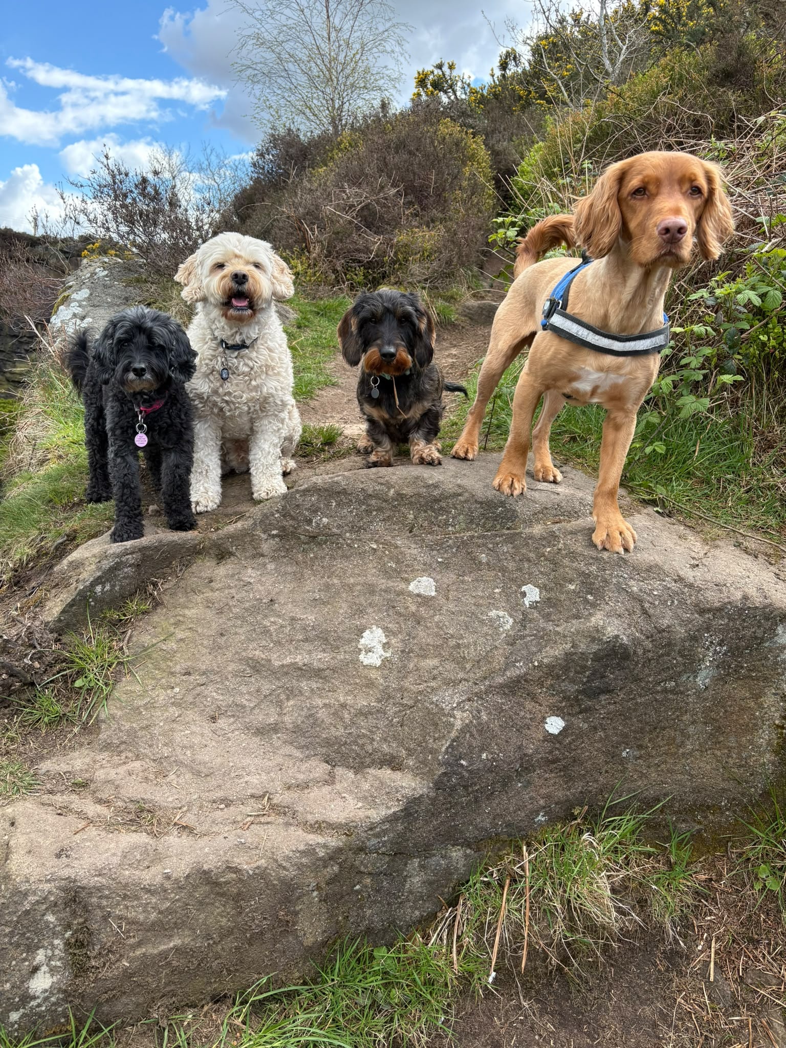 Dogs hiking a forest trail on a group walk near Chorley