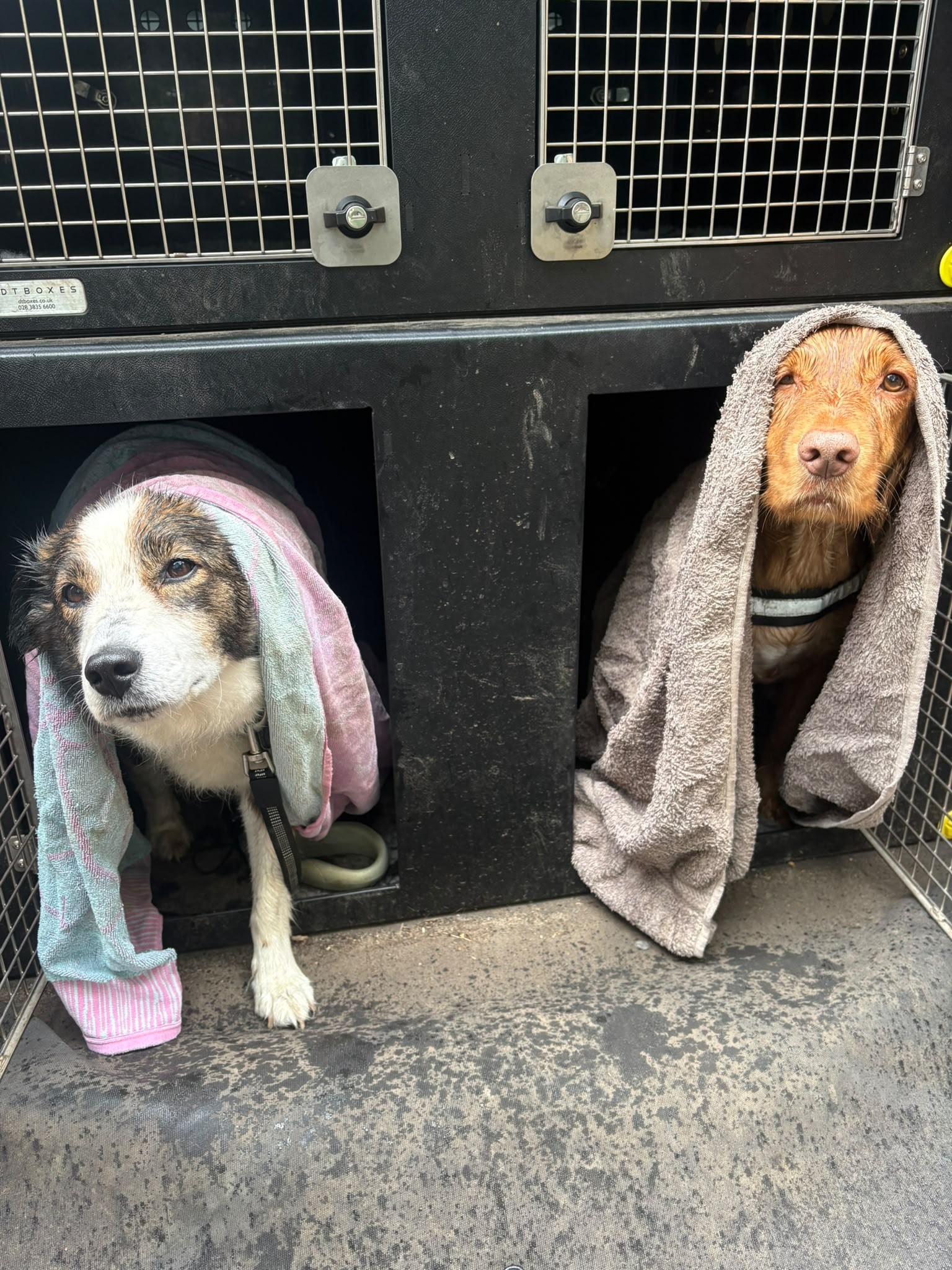 Two dogs wrapped in towels resting in their safety crates in the van after a wet walk