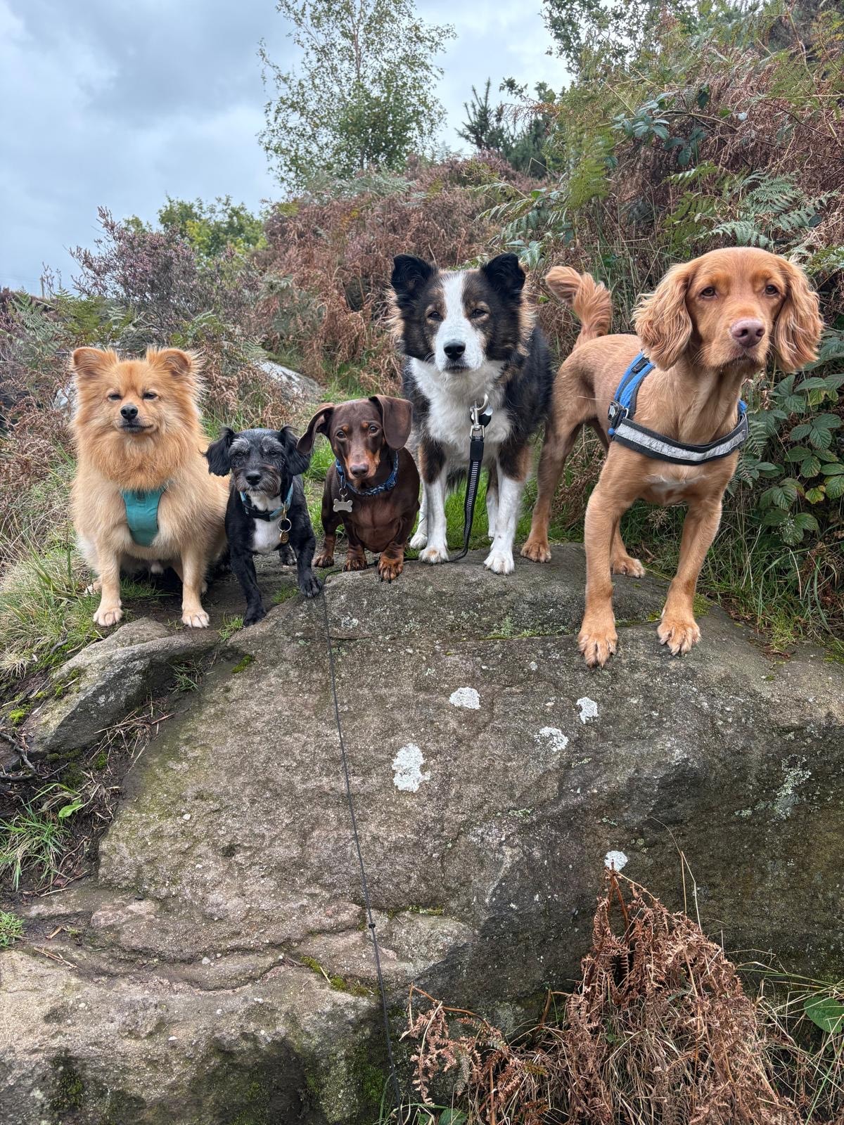 Five dogs posing together on a rocky trail during a group walk in Chorley